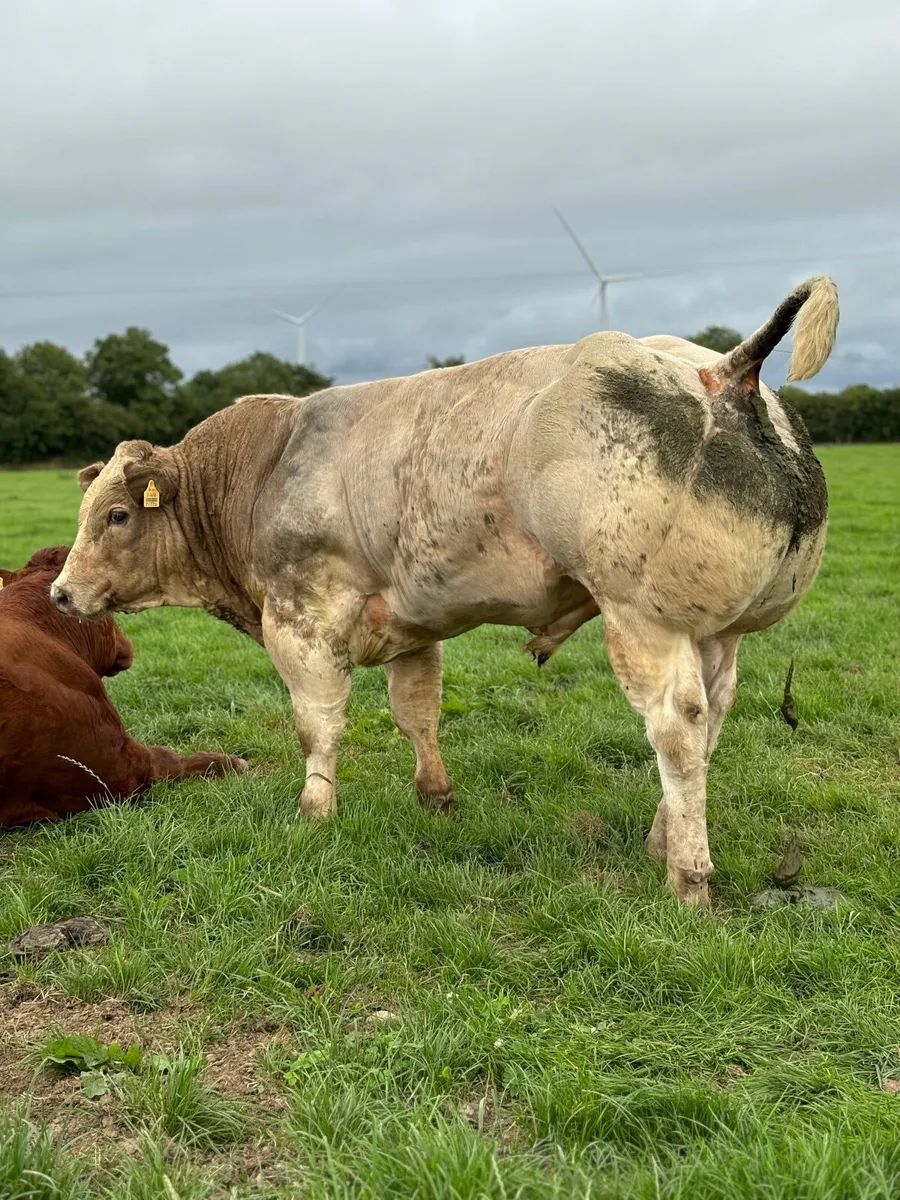 Super BB Bull Calves 🔥🔥 - Image 2