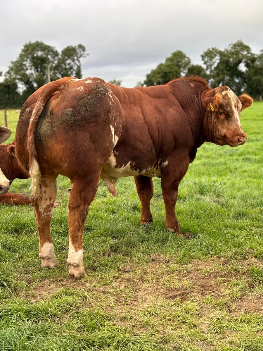 Super BB Bull Calves 🔥🔥 - Image 3
