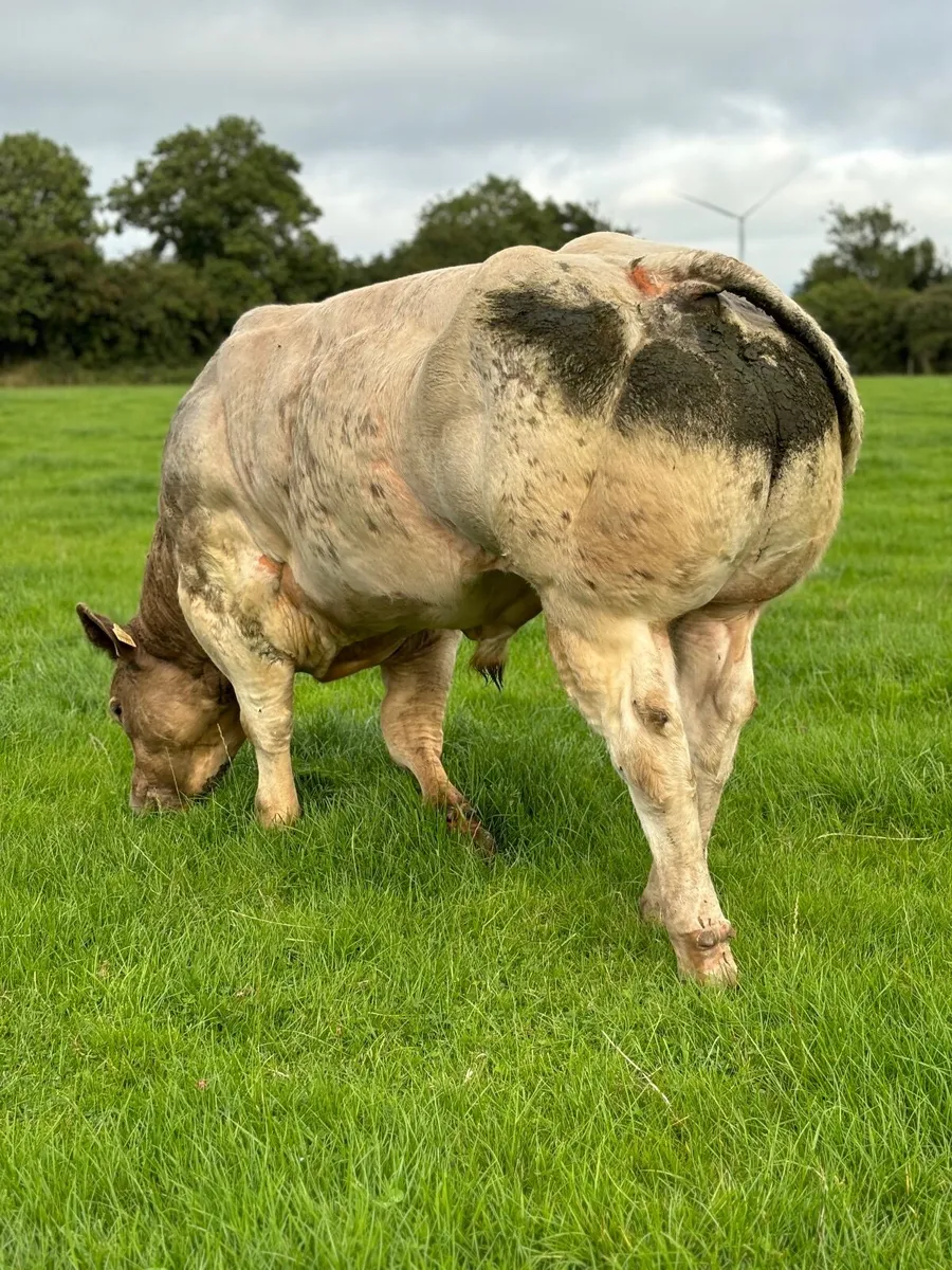 Super BB Bull Calves 🔥🔥 - Image 4