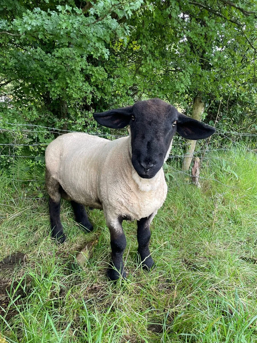 Pb Suffolk ram non registered - Image 1