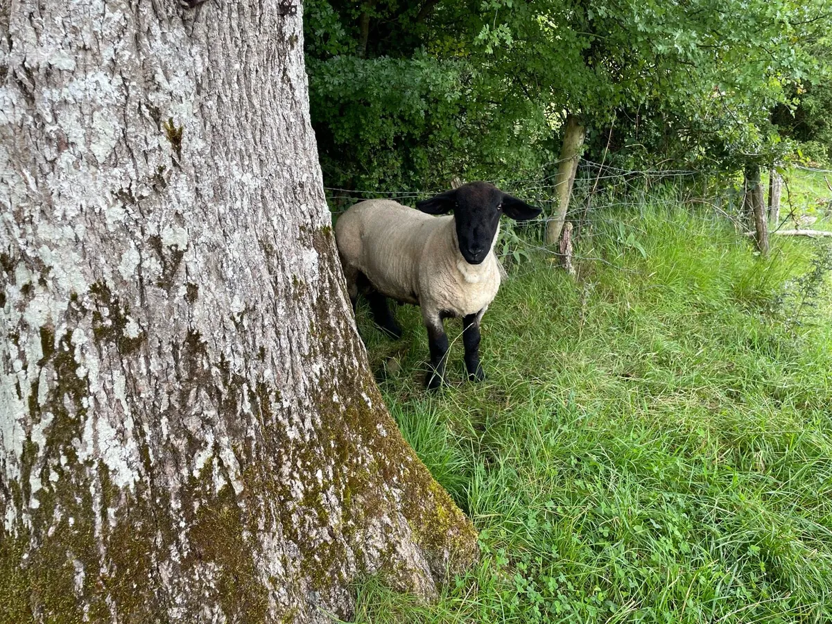 Pb Suffolk ram non registered - Image 2