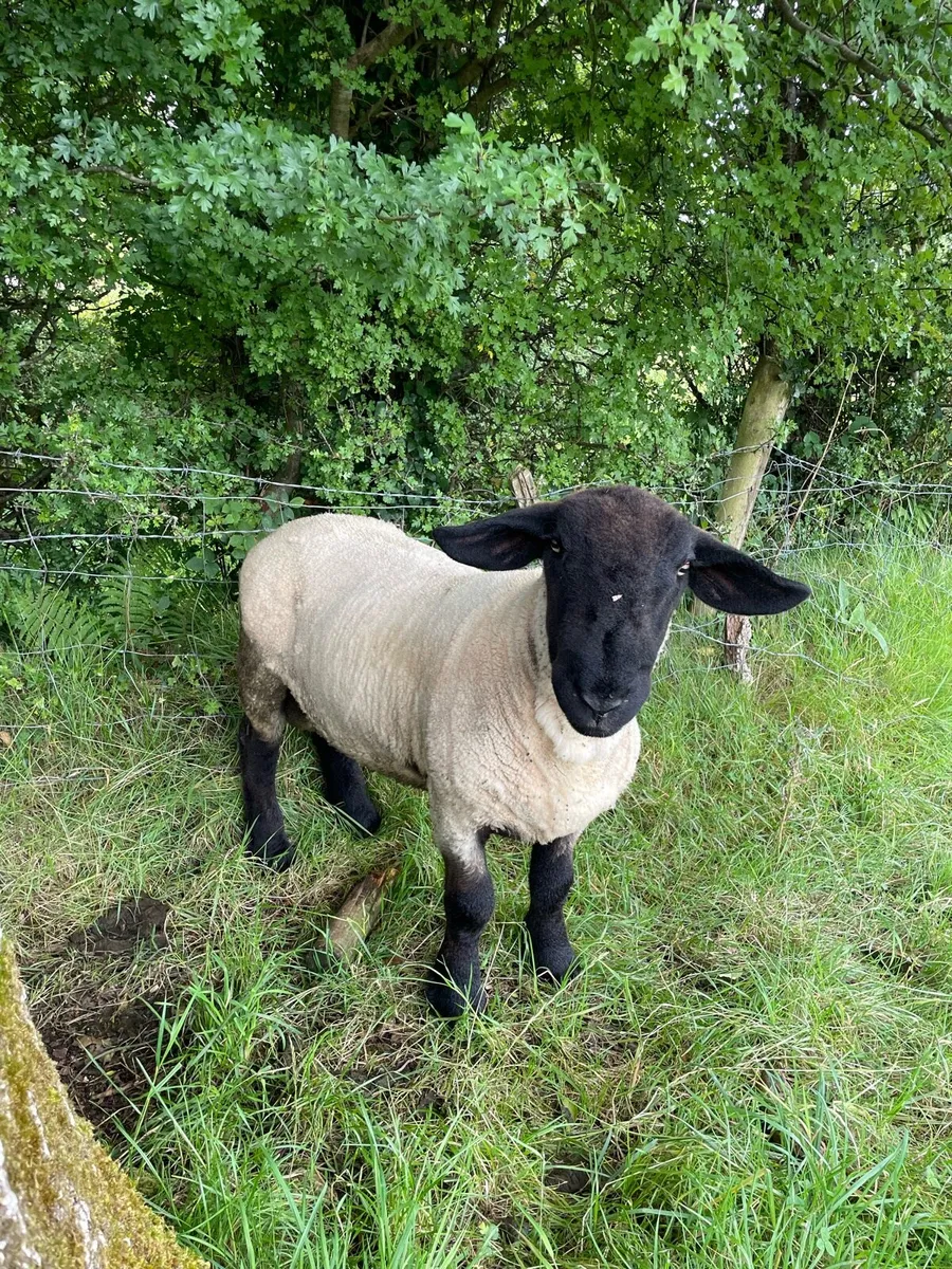 Pb Suffolk ram non registered - Image 3
