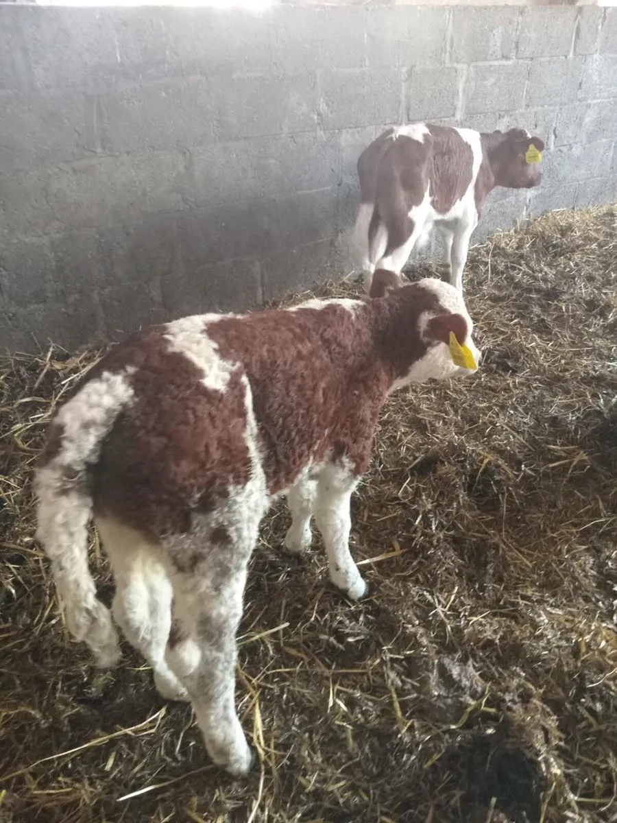 Two smashing simmental heifer calves - Image 1