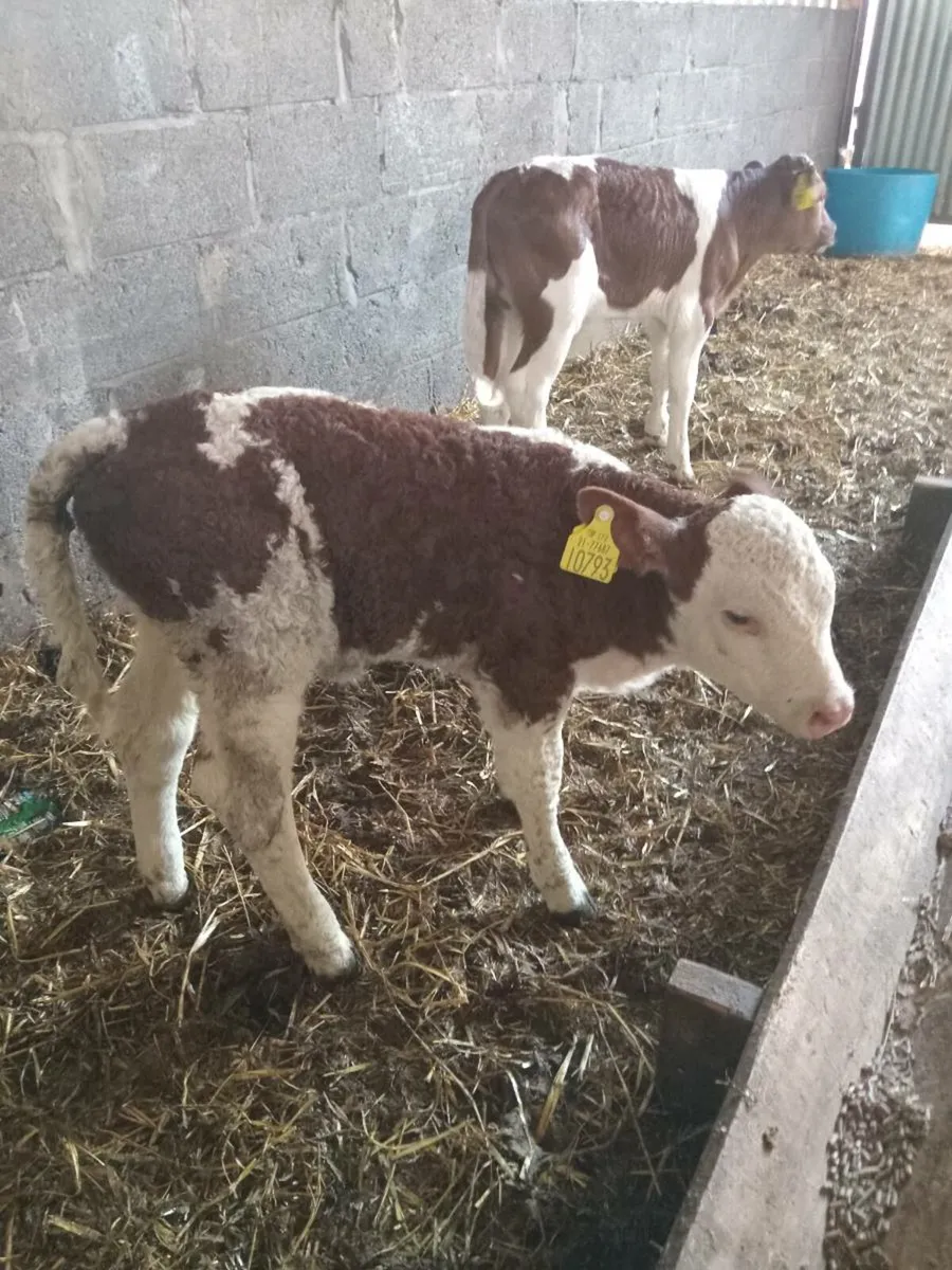 Two smashing simmental heifer calves - Image 2