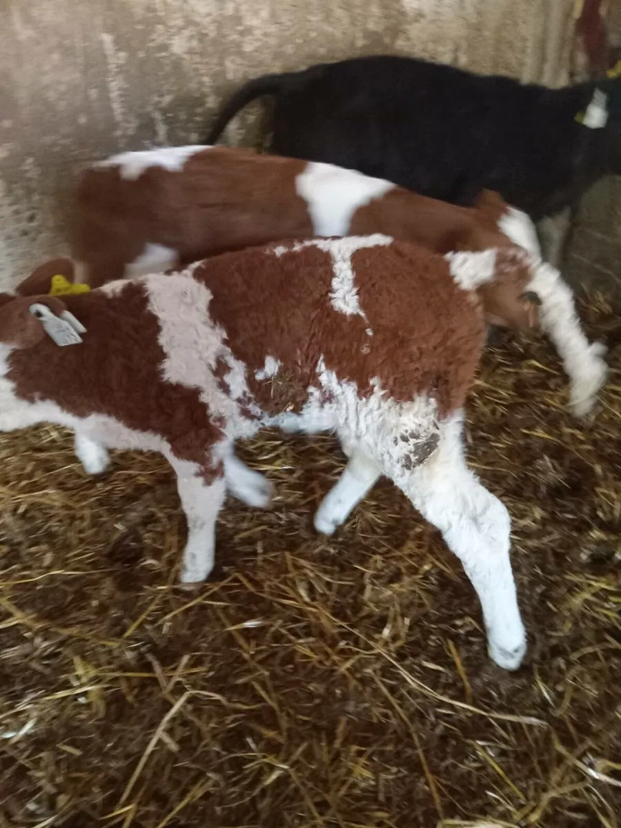 Two smashing simmental heifer calves - Image 3