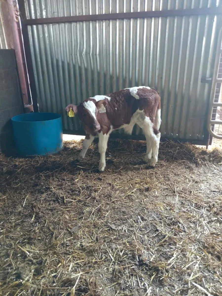 Two smashing simmental heifer calves - Image 4