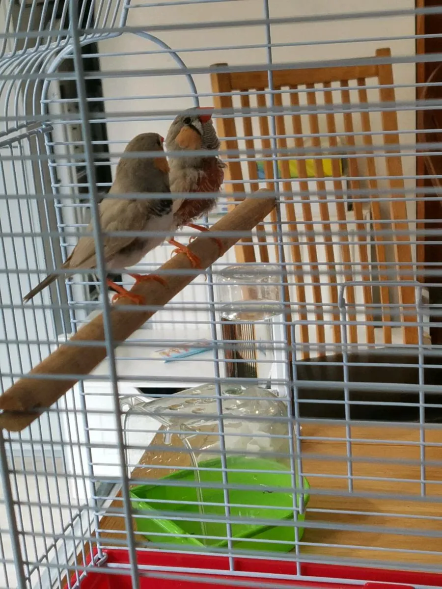 Male Zebra Finch for sale. - Image 3