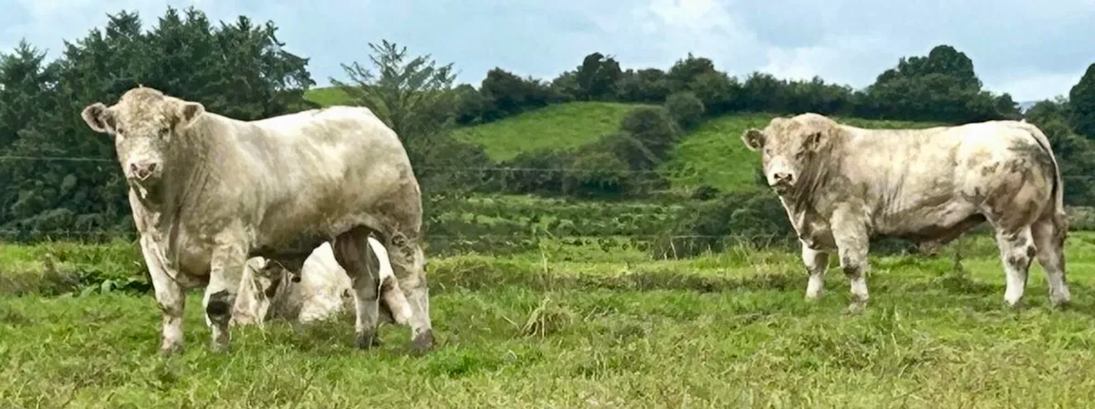5 ⭐️ Charolais Bulls - Image 2