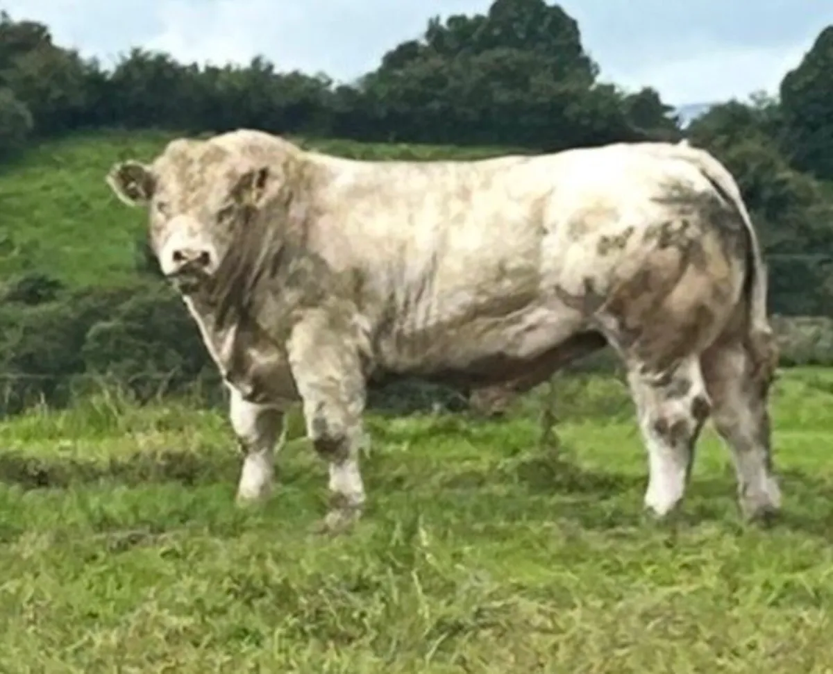 5 ⭐️ Charolais Bulls - Image 1