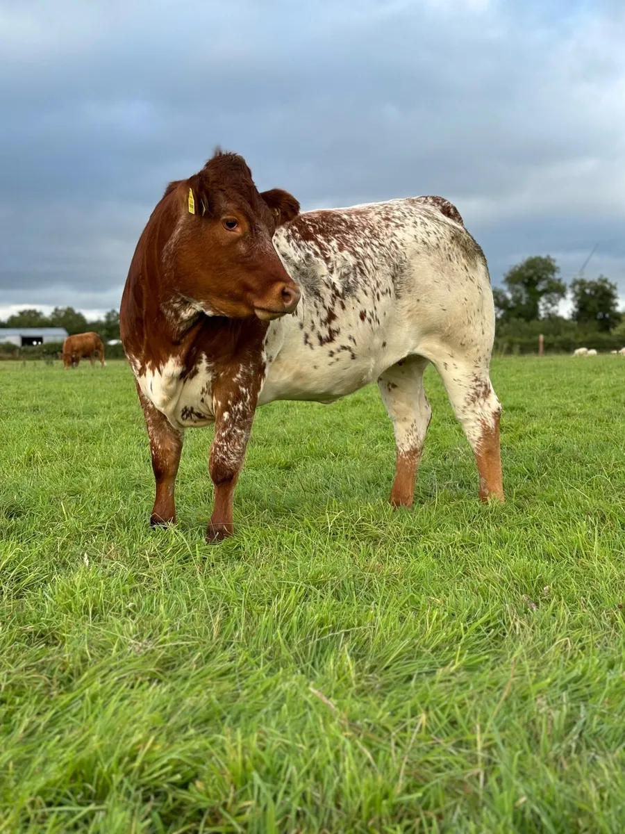 Super Roan Heifer 🔥🔥 - Image 2