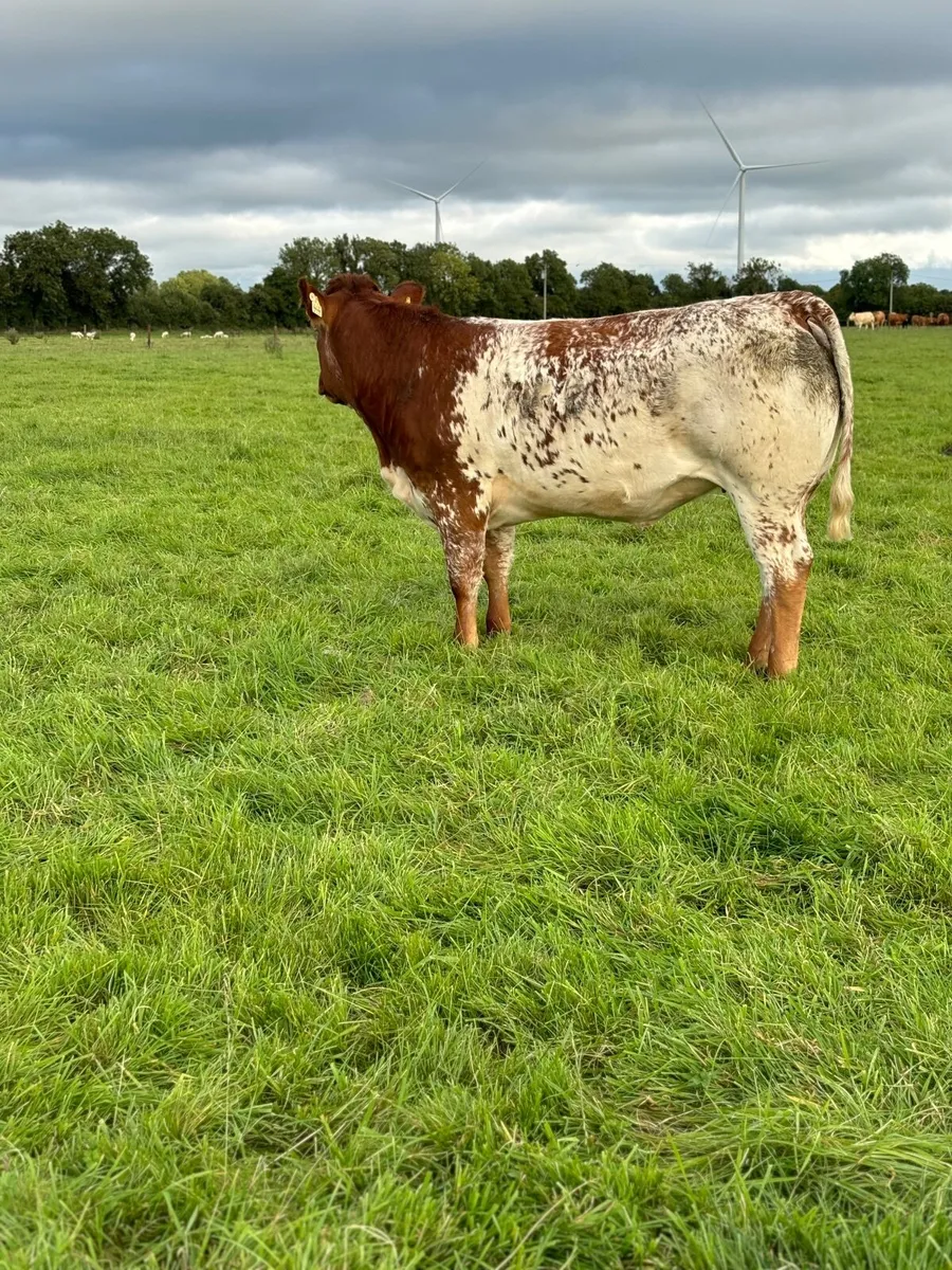 Super Roan Heifer 🔥🔥 - Image 3