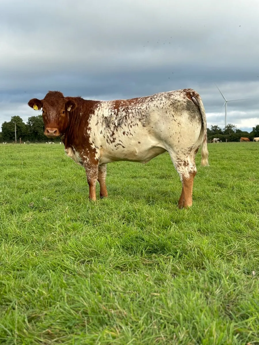 Super Roan Heifer 🔥🔥 - Image 1