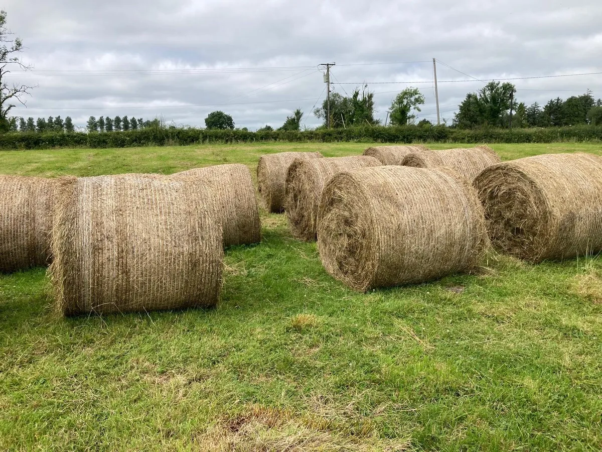 Round bales of Rushes - Image 1