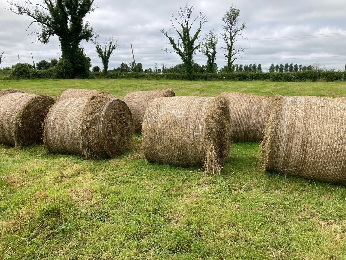 Round bales of Rushes - Image 2