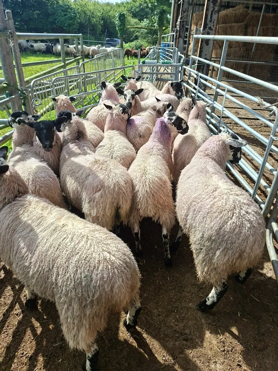 Mule ewe lambs - Image 1