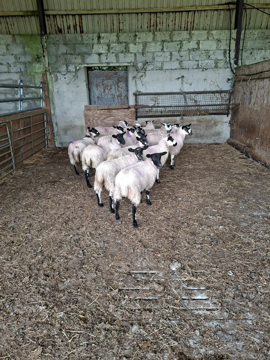Mule ewe lambs - Image 2