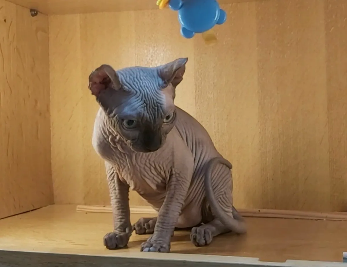 Sphynx, Sphinx kitten  cats (can deliver) - Image 3