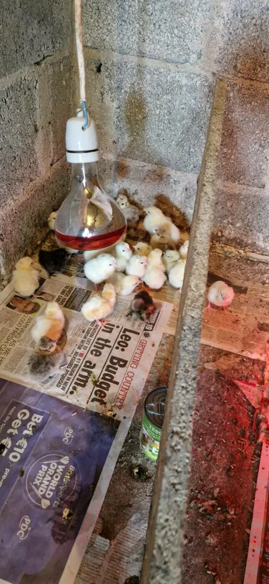 Hens/Chicks available every day in kildare - Image 2