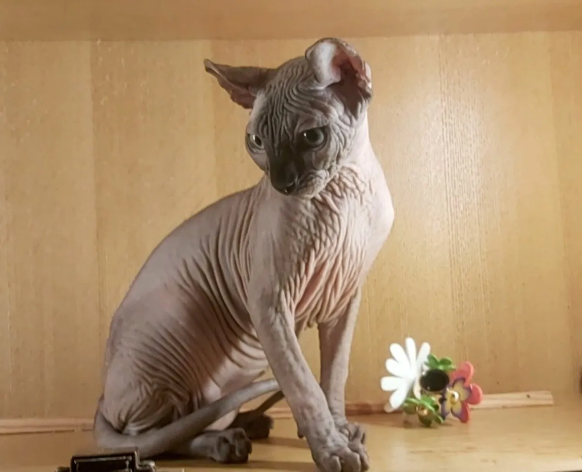 Sphynx Sphinx  kitten (can deliver) - Image 3