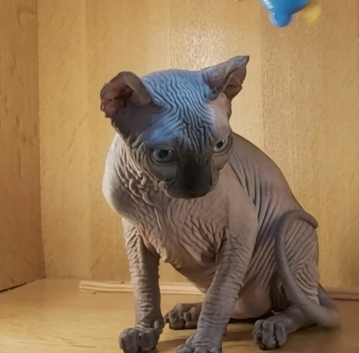 Sphynx Sphinx  kitten (can deliver) - Image 4