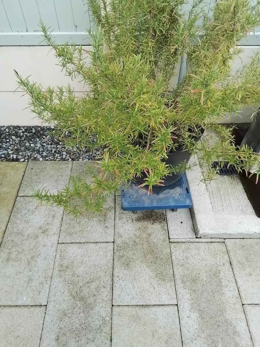 Large potted rosemary plant