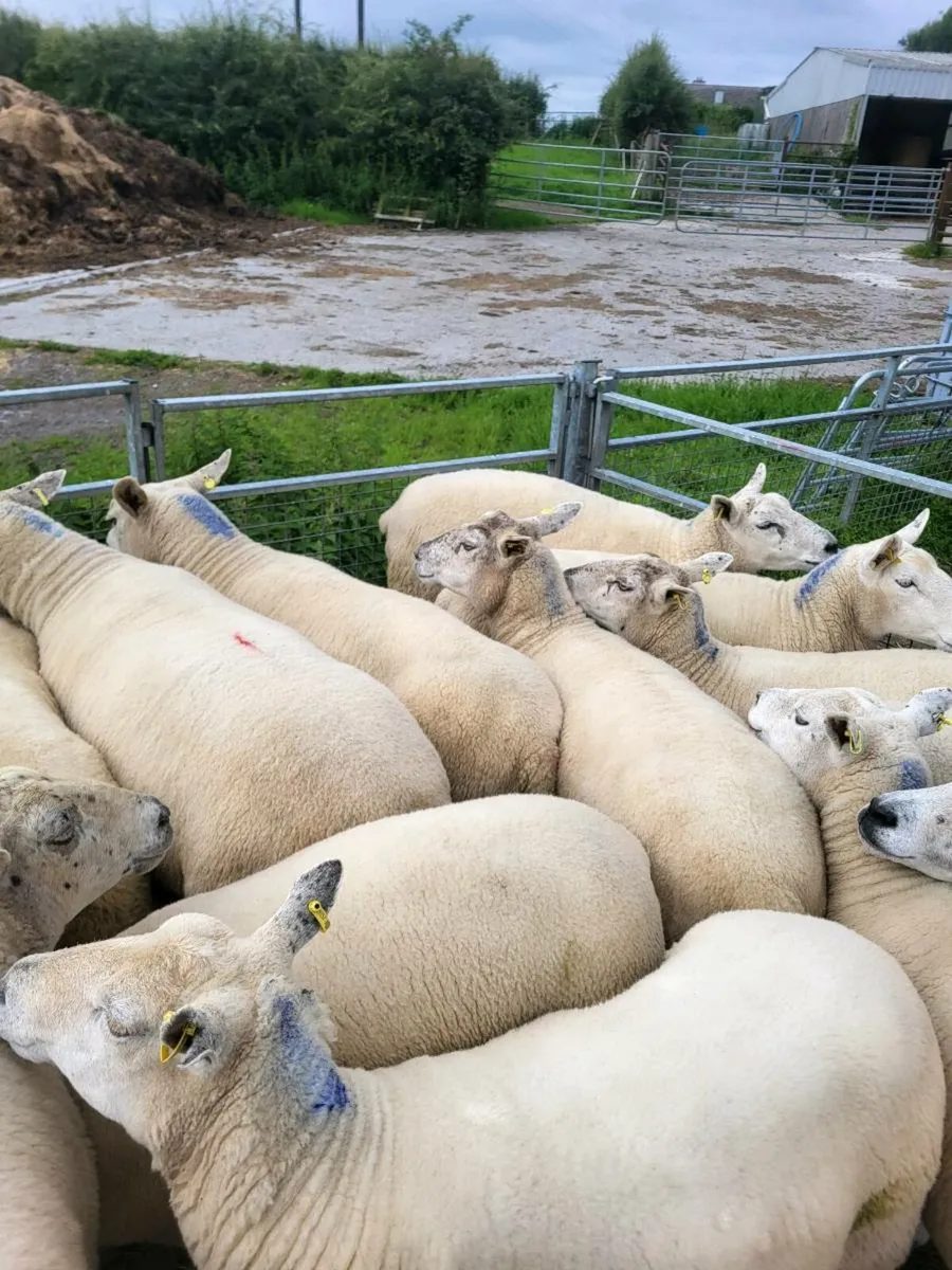 Breeding ewes - Image 4