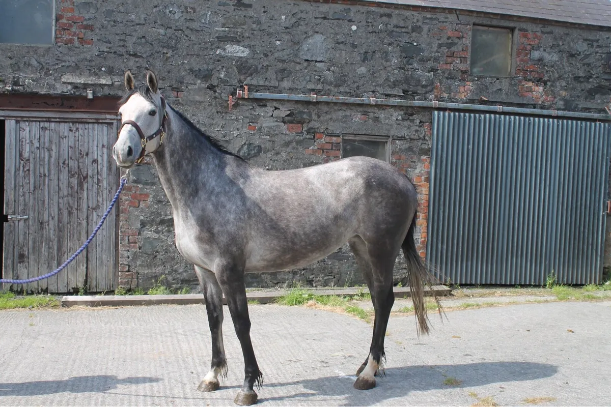 4yo mare - Image 1