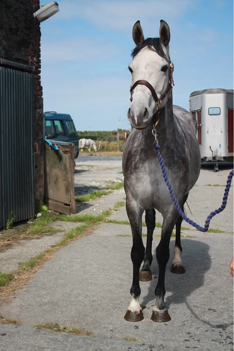 4yo mare - Image 2