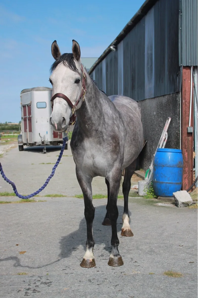 4yo mare - Image 3
