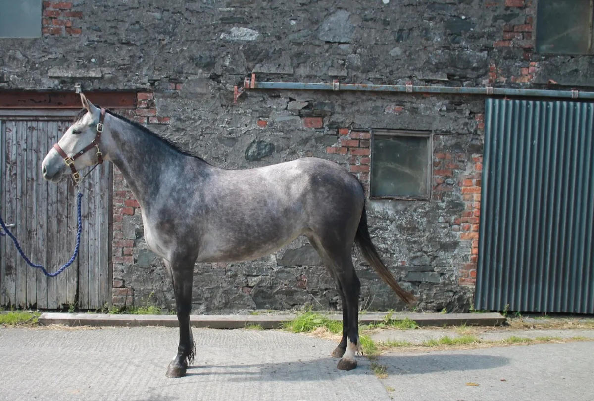 4yo mare - Image 4