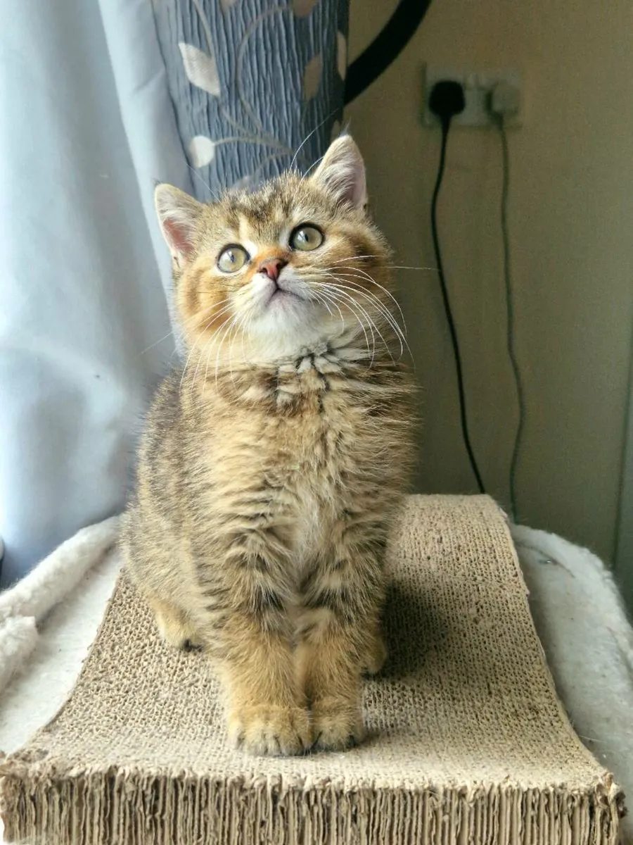 British Shorthair kitten - Image 4