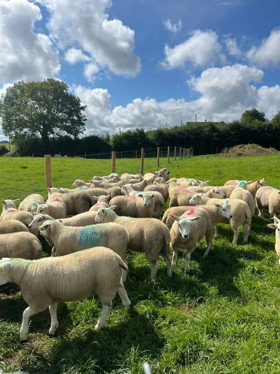 50 u grade store lambs for sale - Image 1
