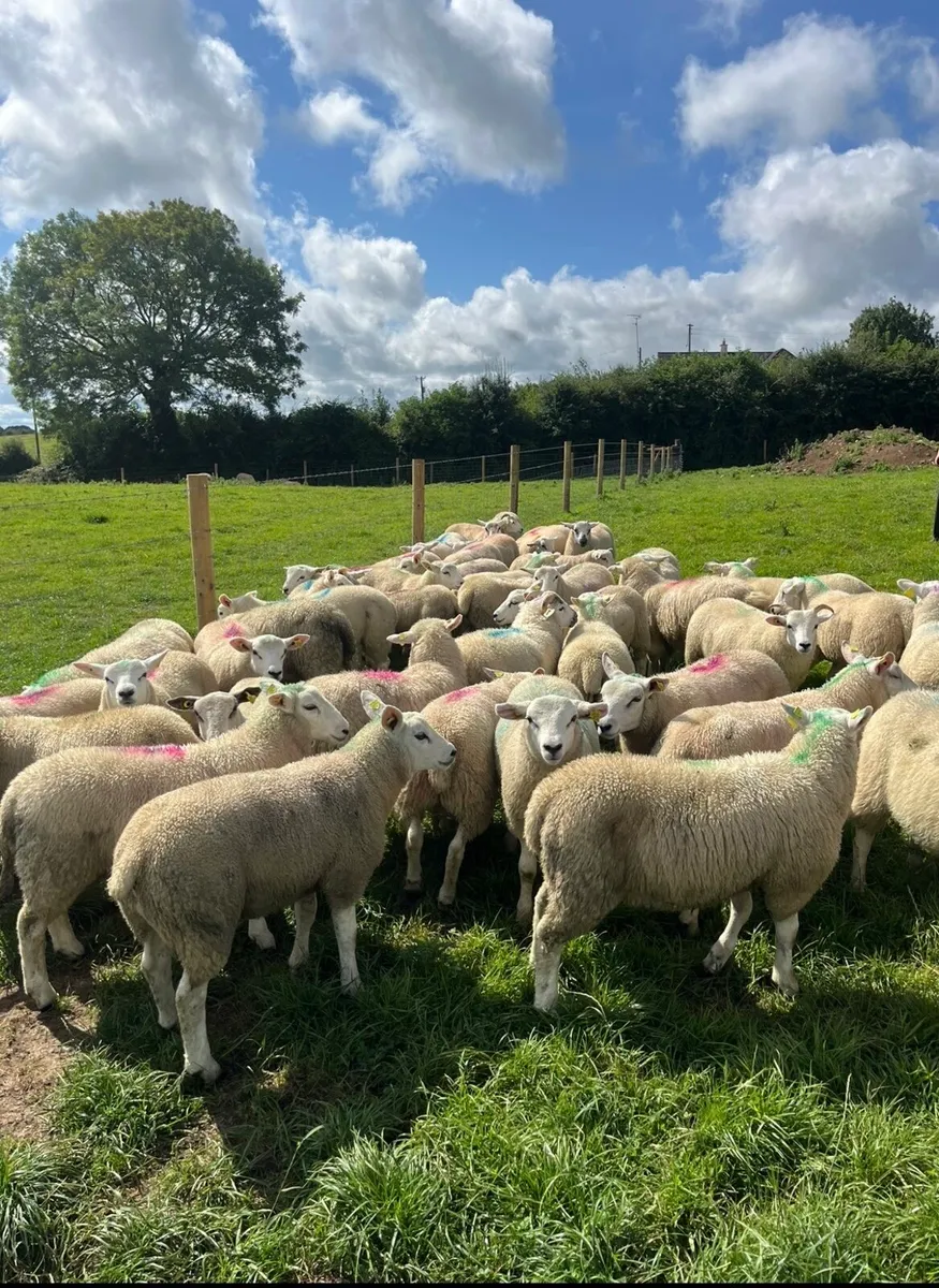 50 u grade store lambs for sale - Image 2