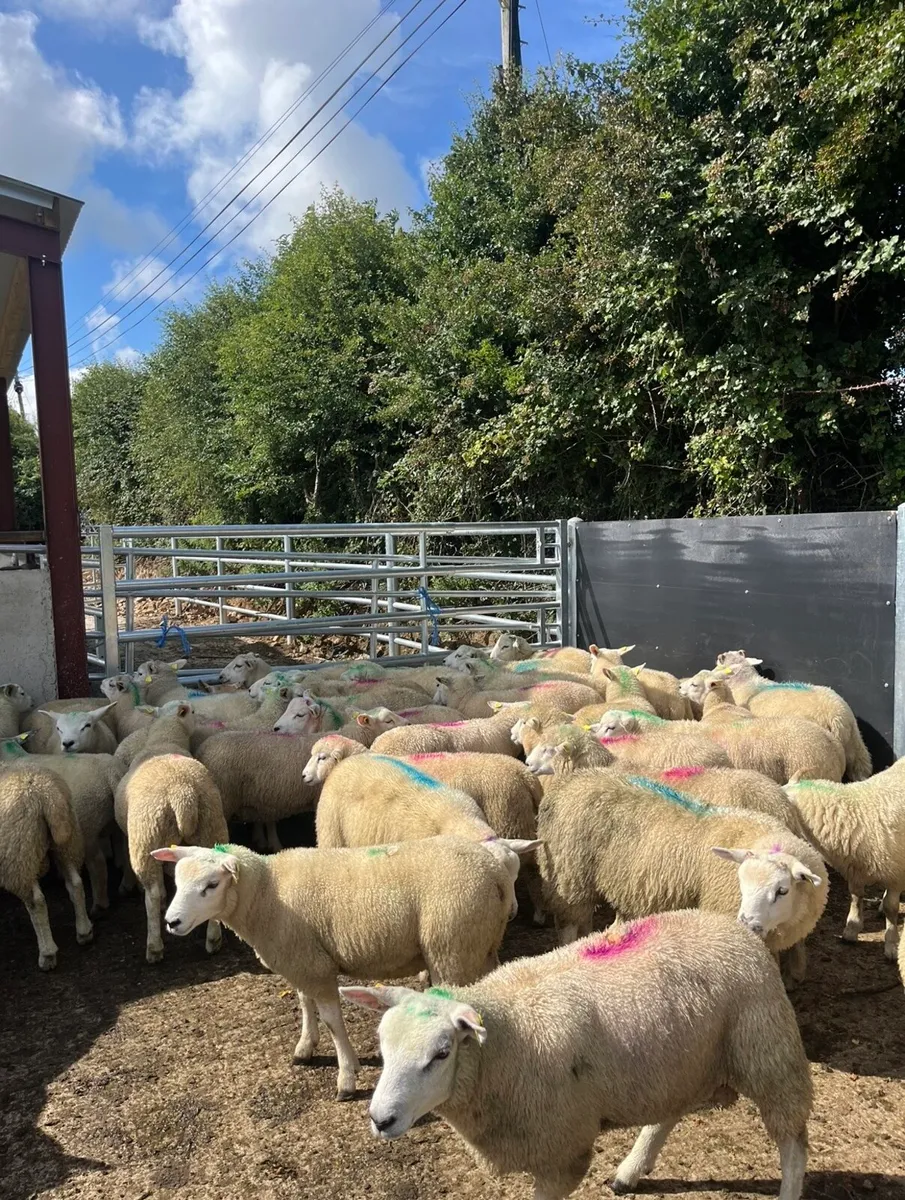50 u grade store lambs for sale - Image 3