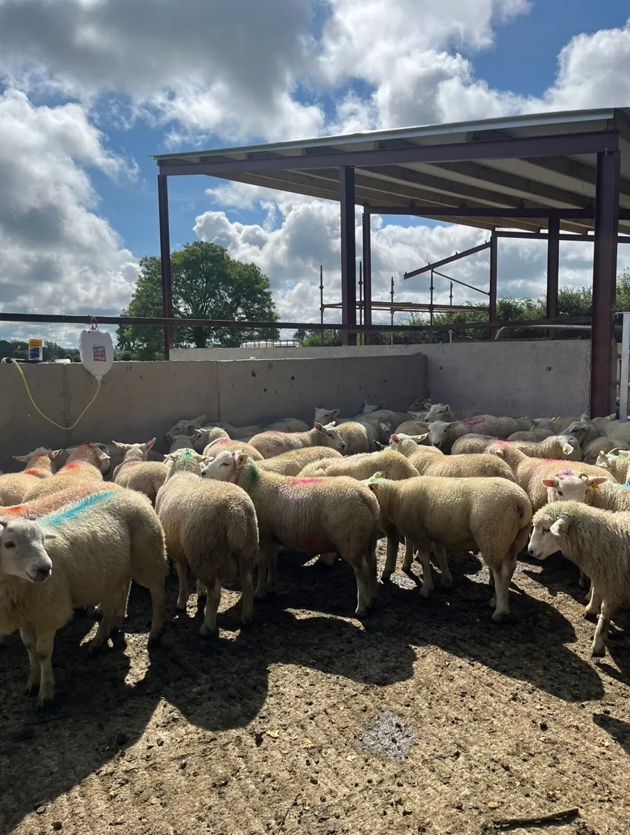 50 u grade store lambs for sale - Image 4
