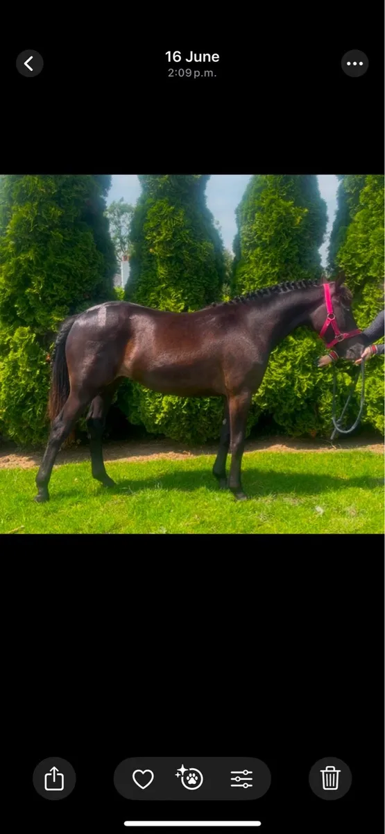 Yearling filly - Image 1