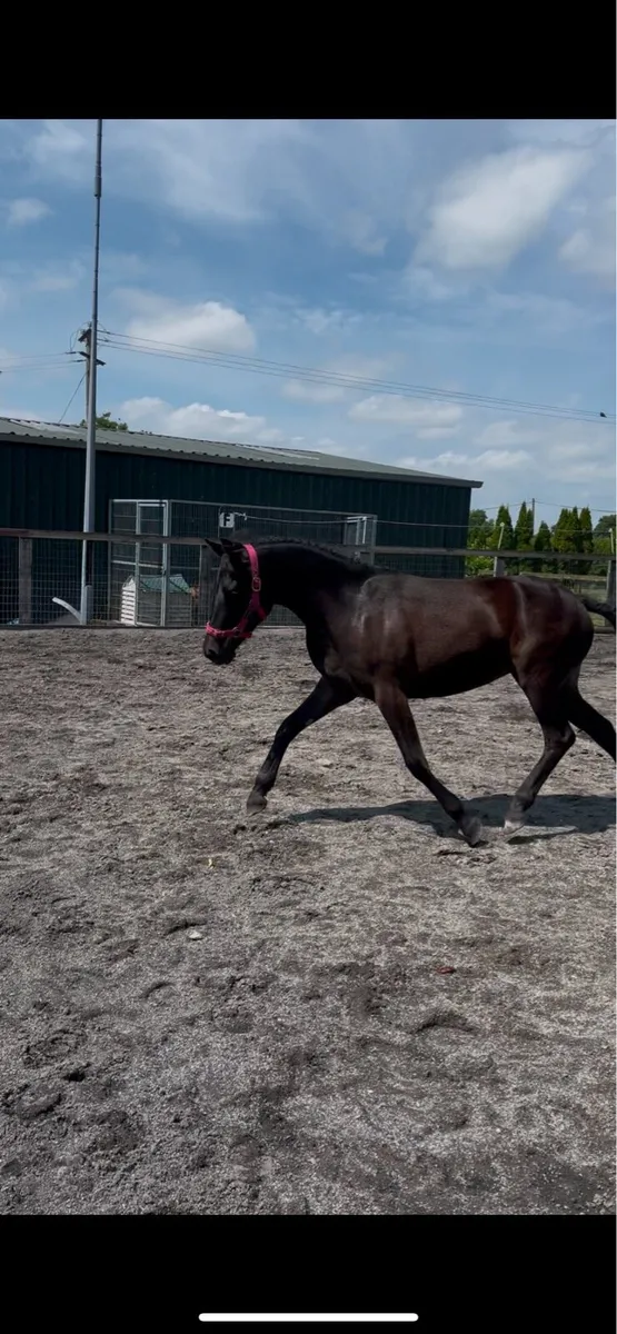 Yearling filly - Image 2
