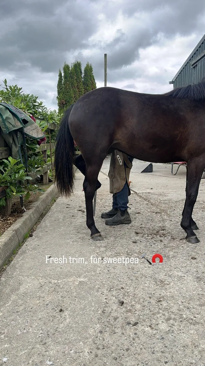 Yearling filly - Image 3