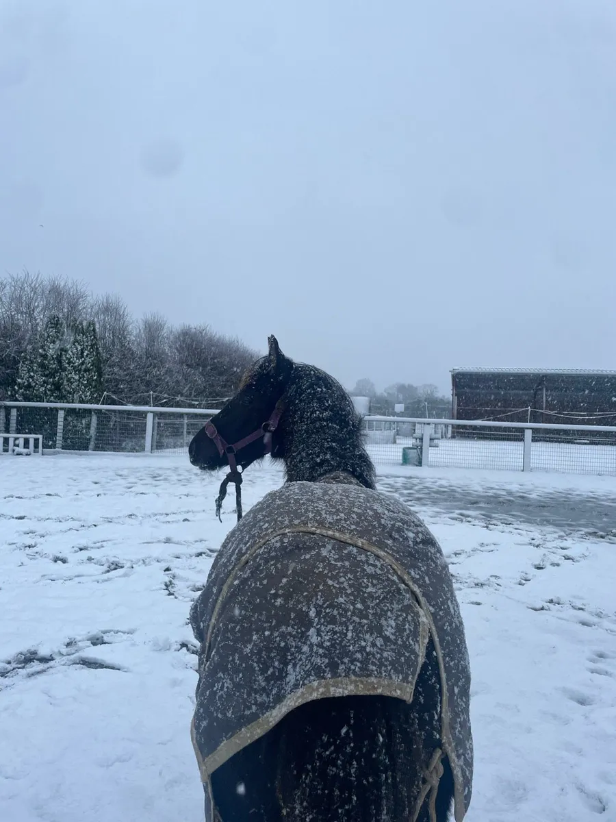 Yearling filly - Image 4