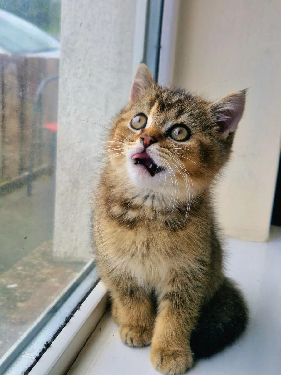 British Shorthair kitten - Image 3