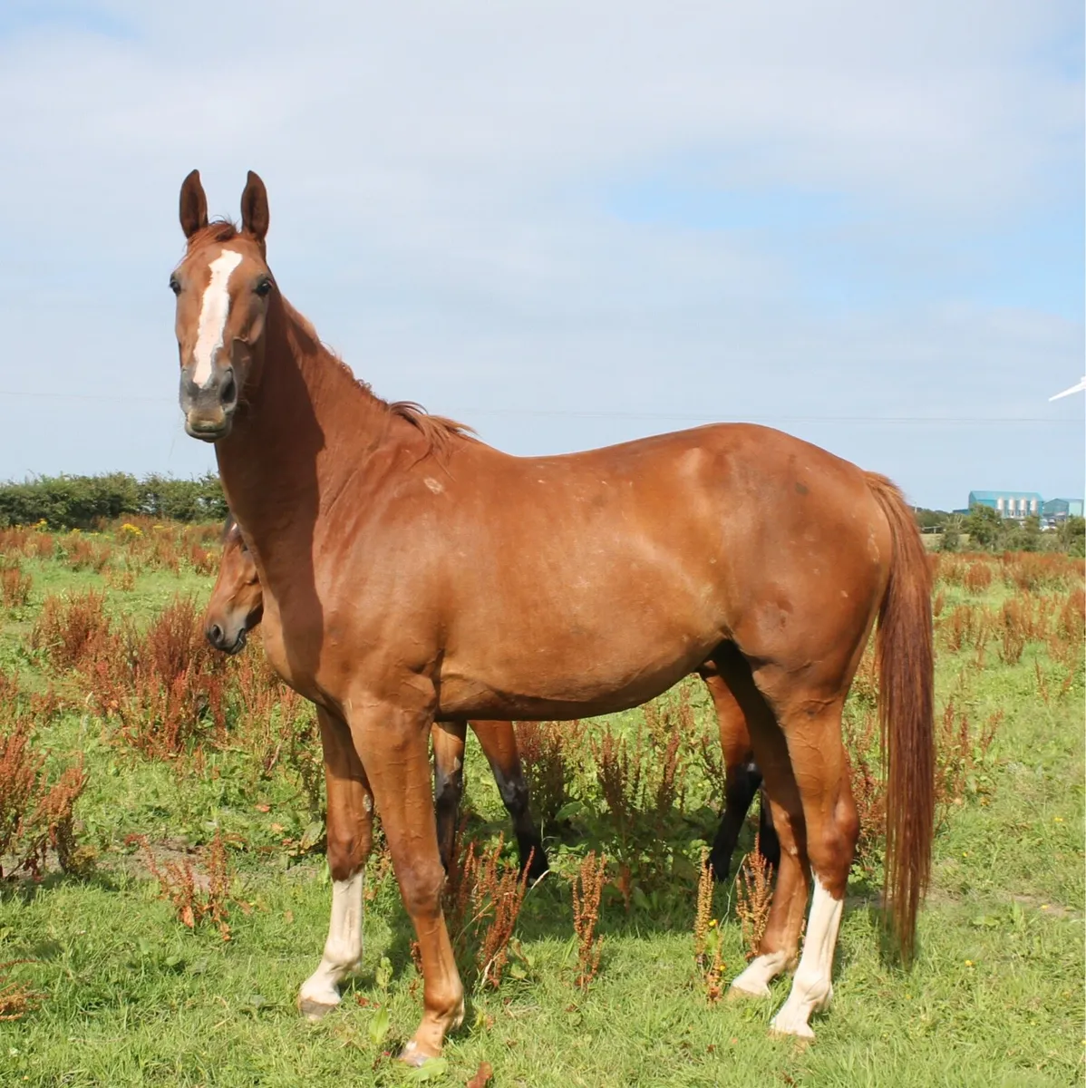 3yo gelding - Image 1