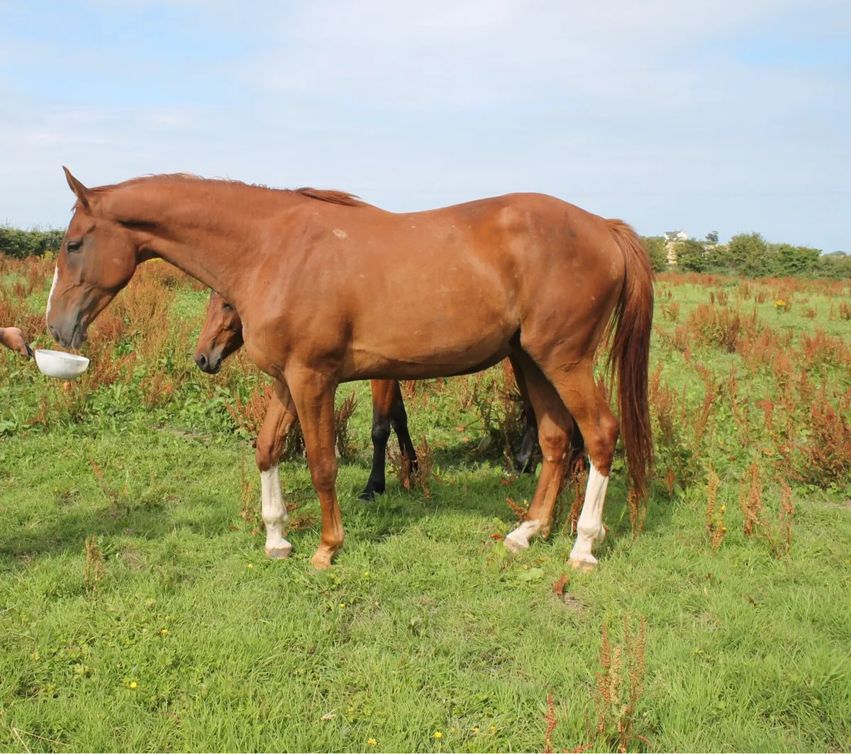 3yo gelding - Image 2