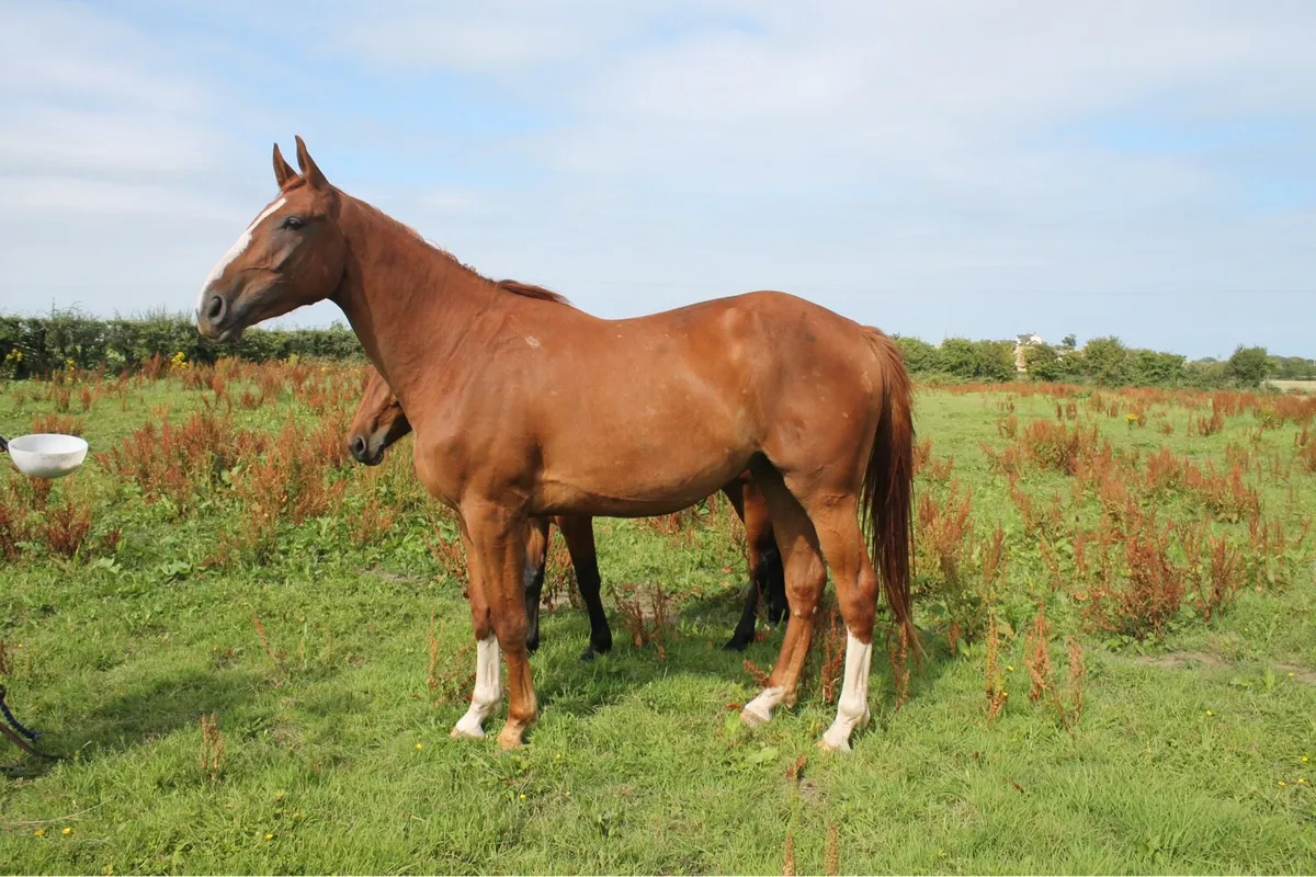 3yo gelding - Image 3