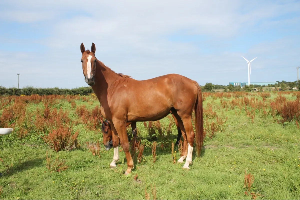 3yo gelding - Image 4