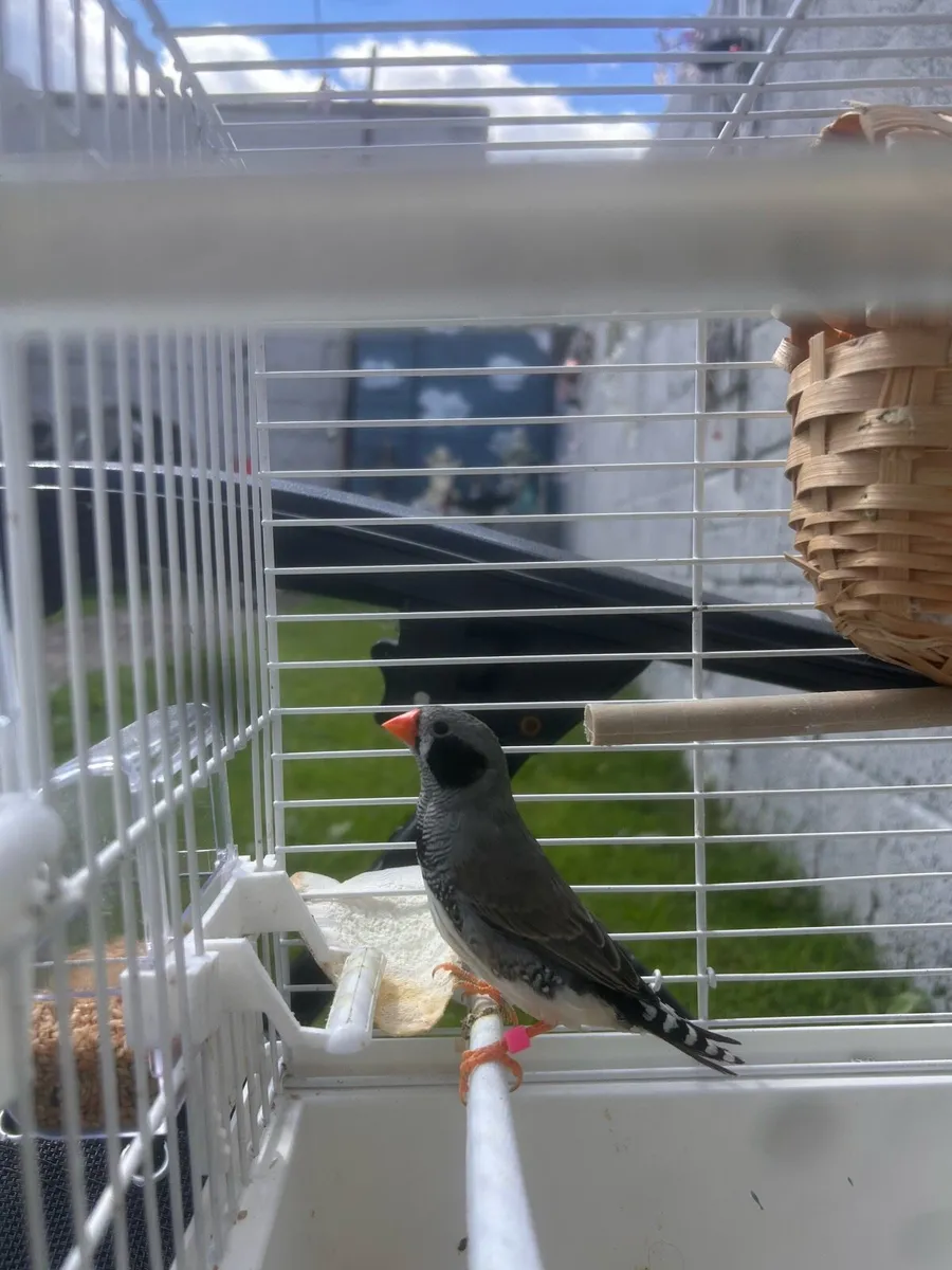 2 male jumbo zebra finches - Image 4