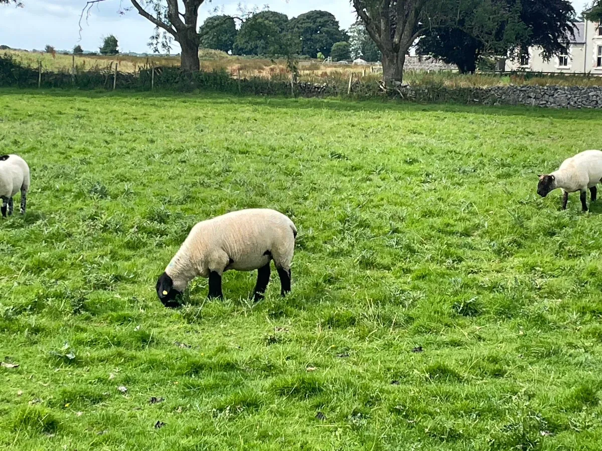 Hoggets - Image 1