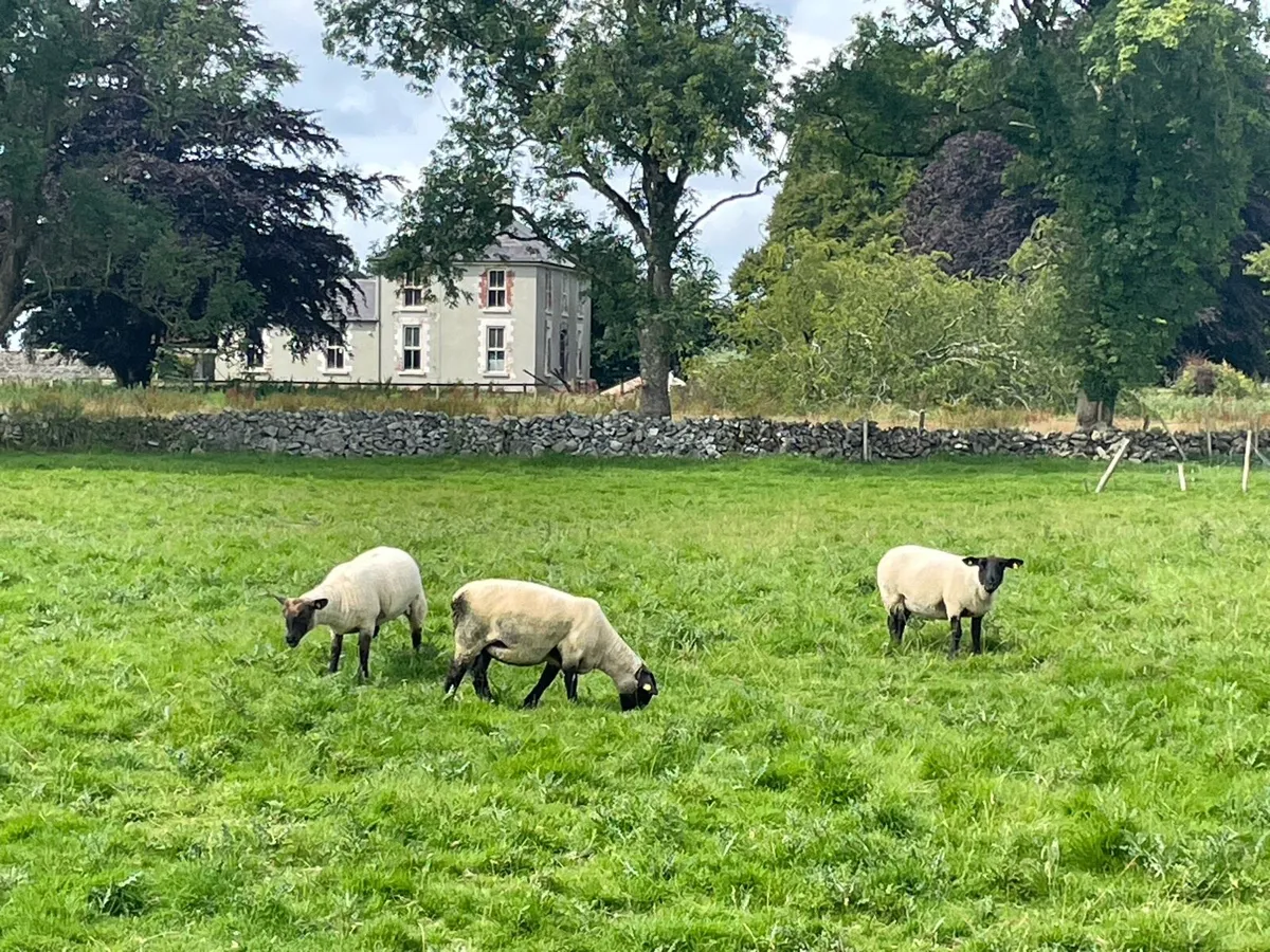 Hoggets - Image 2