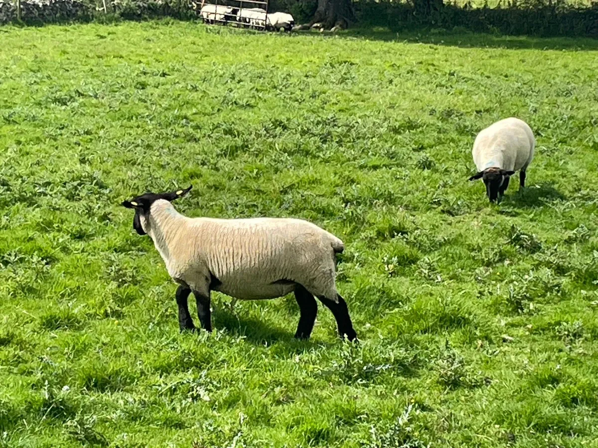 Hoggets - Image 3