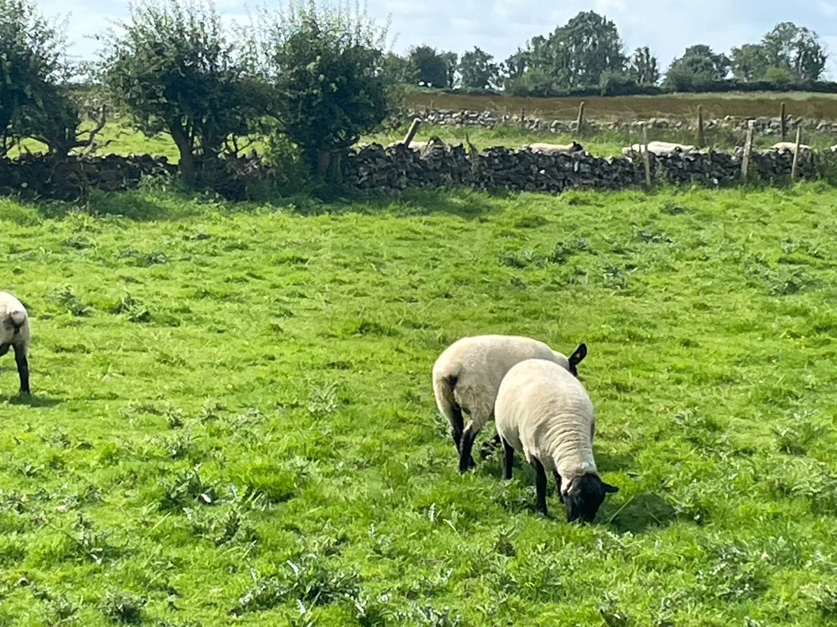 Hoggets - Image 4