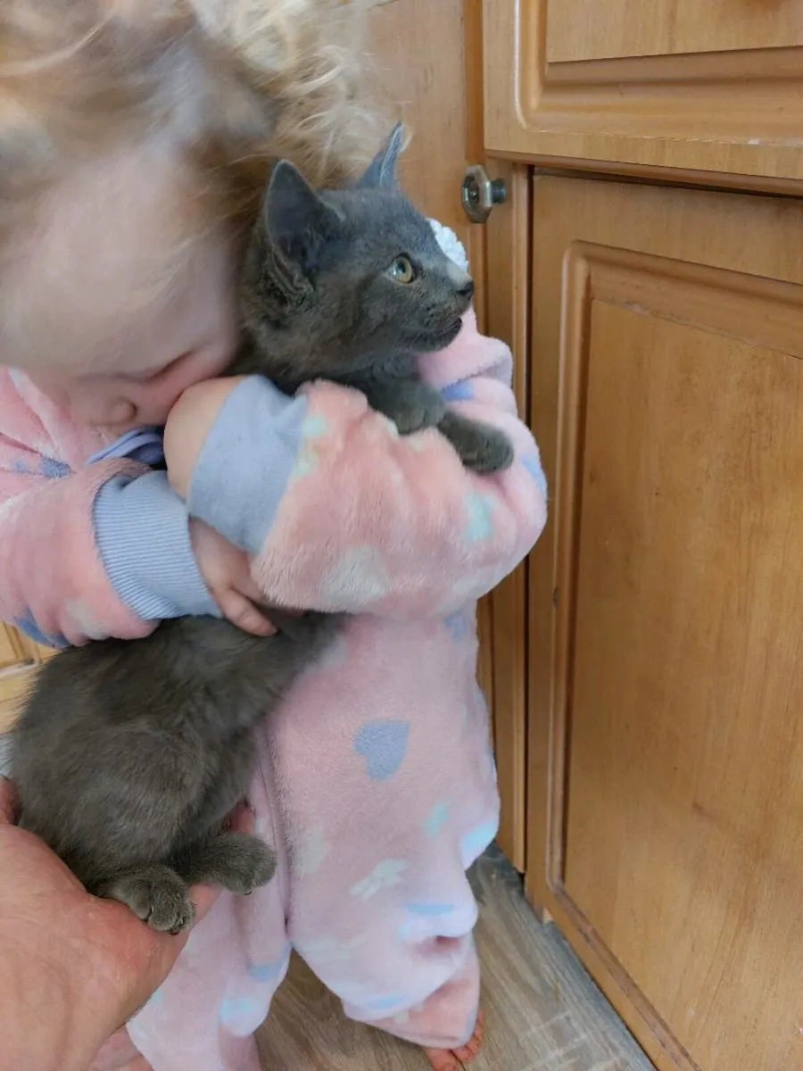 British Shorthair Blue! - Image 1